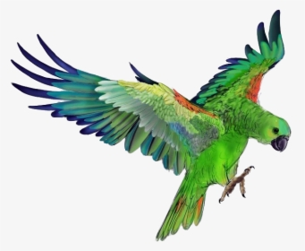 Parrot Png Photo Background - Green Parrot Flying Png, Transparent Png, Transparent PNG