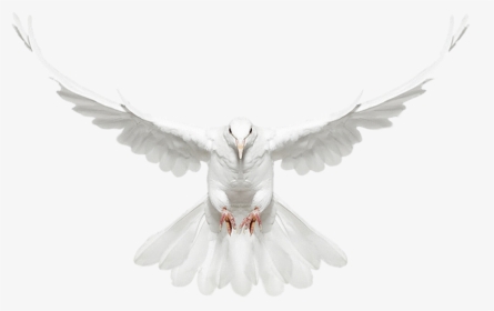 Dove Flying Png - White Dove Flying Png, Transparent Png, Transparent PNG