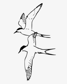 Birds - Arctic Tern Black And White, HD Png Download, Transparent PNG