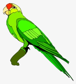 Green Parrot Cliparts Free Download - Parrot Clipart Png, Transparent Png, Transparent PNG
