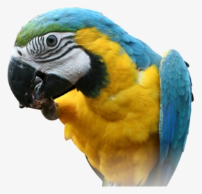 Parrot Png Images, Free Download - Parrot Face Transparent Background, Png Download, Transparent PNG