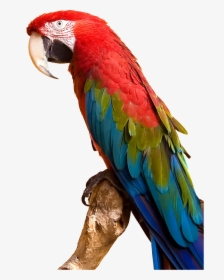 Clip Art Parrot By Gdj Pinterest - Parrot Png, Transparent Png, Transparent PNG