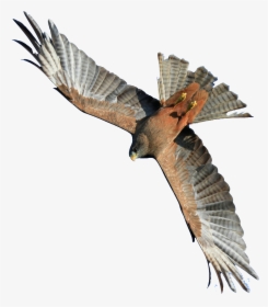 Flying Hawk Png Image - Flying Hawk Png, Transparent Png, Transparent PNG