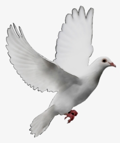 Pigeons And Doves Doves As Symbols Release Dove Peace - Transparent Background Dove Png, Png Download, Transparent PNG