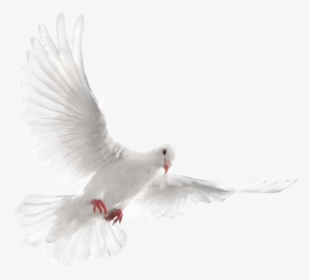 Bird,pigeons And Doves,wing,beak,rock Dove,feather,tail,peace - Png White Dove Bird Flying, Transparent Png, Transparent PNG