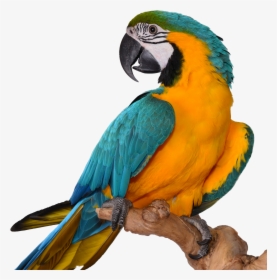 Macaw - Blue Gold Macaw Png, Transparent Png, Transparent PNG