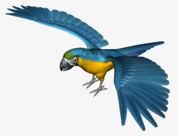 Large Blue Parrot Png Clipart - Blue Parrot Transparent Background, Png Download, Transparent PNG