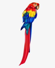 Red Parrot Png Clipart, Transparent Png, Transparent PNG