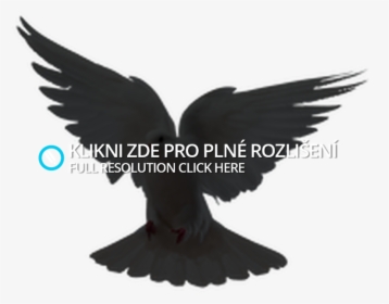 Raven, HD Png Download, Transparent PNG