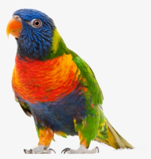 Parrot Png Free Download - Parrot Bird Transparent Background, Png Download, Transparent PNG