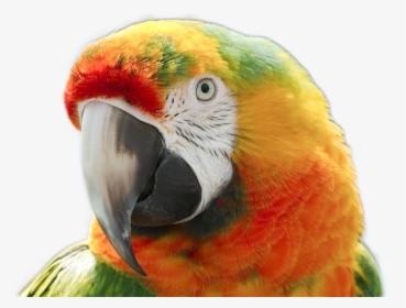 Macaw, HD Png Download, Transparent PNG