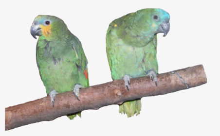 Amazon Parrots, HD Png Download, Transparent PNG