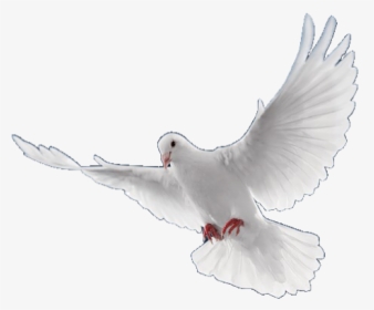 #dove #bird #pngs #png #lovely Pngs #usewithcredit - Flying Birds Png Hd, Transparent Png, Transparent PNG