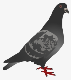 Free Pigeon Clip Art, HD Png Download, Transparent PNG