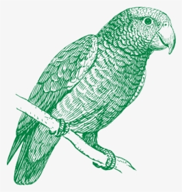 Green Parrot Svg Clip Arts - Parakeet Black And White, HD Png Download, Transparent PNG