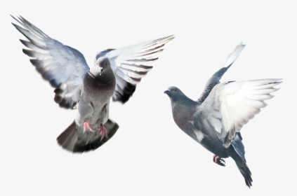 Bird,rock Dove,wing,pigeons And Doves,beak,feather,stock - Bird Spikes, HD Png Download, Transparent PNG
