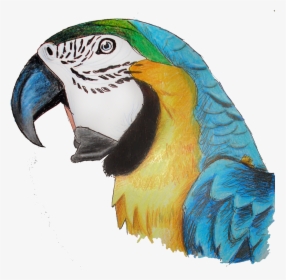 Parrot Png , Png Download - Macaw, Transparent Png, Transparent PNG