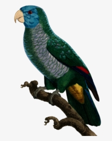 Parrot , Png Download - Saint Lucia Parrot Png, Transparent Png, Transparent PNG