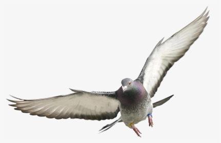 Pigeons And Doves , Png Download - Redhead, Transparent Png, Transparent PNG