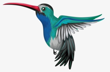 Hummingbird Drawing Illustration - H Is For Hummingbird, HD Png Download, Transparent PNG