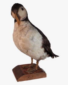 Taxidermy Puffin - Parrot - Atlantic Puffin, HD Png Download, Transparent PNG
