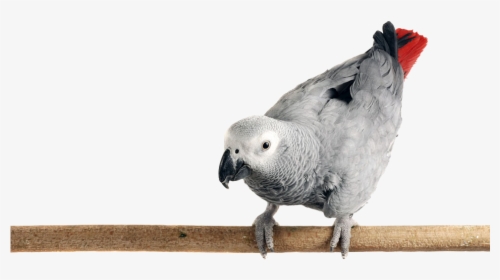 Photo Of An African Grey Parrot Perched On A Limb - African Grey Parrot Png, Transparent Png, Transparent PNG