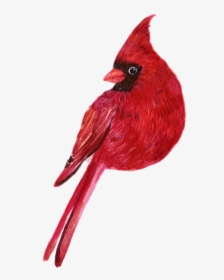 Hand Painted A Clever Parrot Png Transparent - Northern Cardinal, Png Download, Transparent PNG