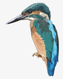 Transparent Big Bird Png - Kingfisher Png, Png Download, Transparent PNG