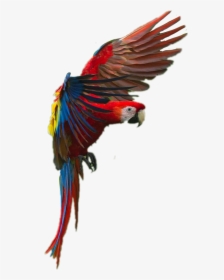 #bird #parrot #macaw - Macaw, HD Png Download, Transparent PNG