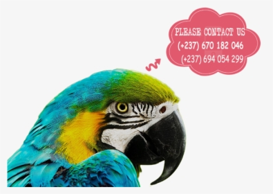 Parrots For Sale - Macaw Parrot In Africa, HD Png Download, Transparent PNG