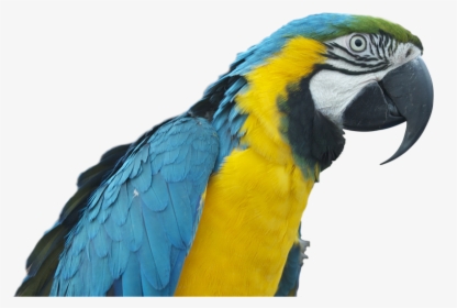 Colorful Parrot Png Free Download - Papağan Png, Transparent Png, Transparent PNG