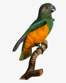 Budgerigar Bird Parrot , Png Download - Parakeet, Transparent Png, Transparent PNG