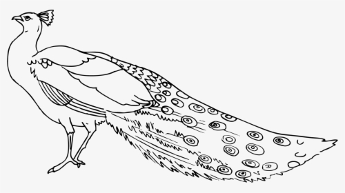 Peacock Clipart 3 - Black And White Images Of Peacock, HD Png Download, Transparent PNG