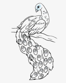 How To Draw Peacock - Drawing Of Peacock Bird, HD Png Download, Transparent PNG