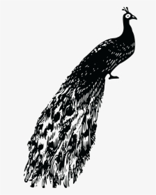 Free Clipart Of A Peacock - Peacock Clipart Black And White Png, Transparent Png, Transparent PNG