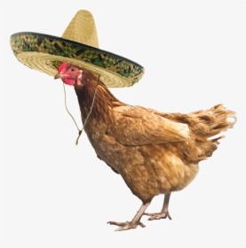Chicken With A Hat, HD Png Download, Transparent PNG