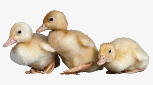 Duck Image Free Download - Baby Chicks And Ducklings, HD Png Download, Transparent PNG