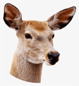 Deer With White Background, HD Png Download, Transparent PNG