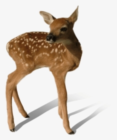 Reindeer Png File - Transparent Background Deer Transparent, Png Download, Transparent PNG