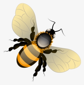 Фотки Bee Clipart, Bees, Clip Art, Illustrations - Transparent Background Cute Cartoon Bee, HD Png Download, Transparent PNG