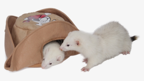 Marshall Pet Products Pirate Hat , Png Download - Ferret, Transparent Png, Transparent PNG