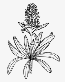 Dagger Pod Mustard Clip Arts - Mustard Plant Drawing Easy, HD Png Download, Transparent PNG