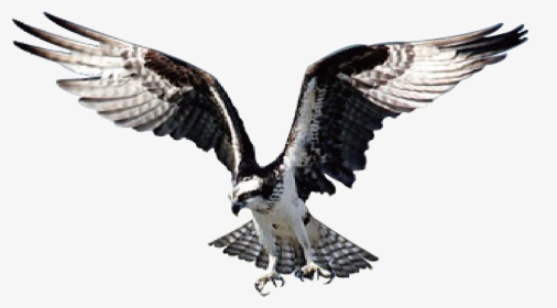 Hawk Png Image - Eagle, Transparent Png, Transparent PNG