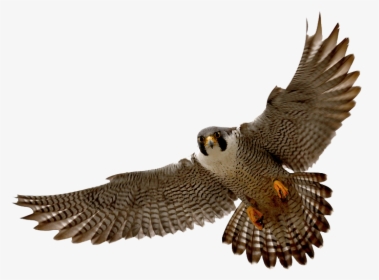Falcon Png - Peregrine Falcon Png, Transparent Png, Transparent PNG