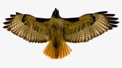 Hawk Hd Photos Clipart - Red Tailed Hawk Clipart, HD Png Download, Transparent PNG