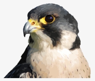 Transparent Peregrine Falcon Png - Hawk, Png Download, Transparent PNG