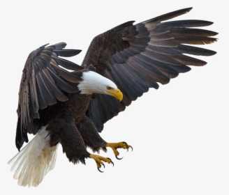 Bald Eagle Bird Hawk Buteoninae - Eagle Flying With Claws, HD Png Download, Transparent PNG