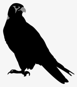 Falcon, Bird, Hawk, Perching, Perch, Stare - Hawk Silhouette, HD Png Download, Transparent PNG
