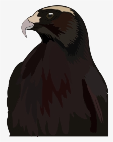 Red-tailed Hawk , Png Download - Red-tailed Hawk, Transparent Png, Transparent PNG