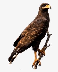 Hawk - Eagle Bird Png, Transparent Png, Transparent PNG